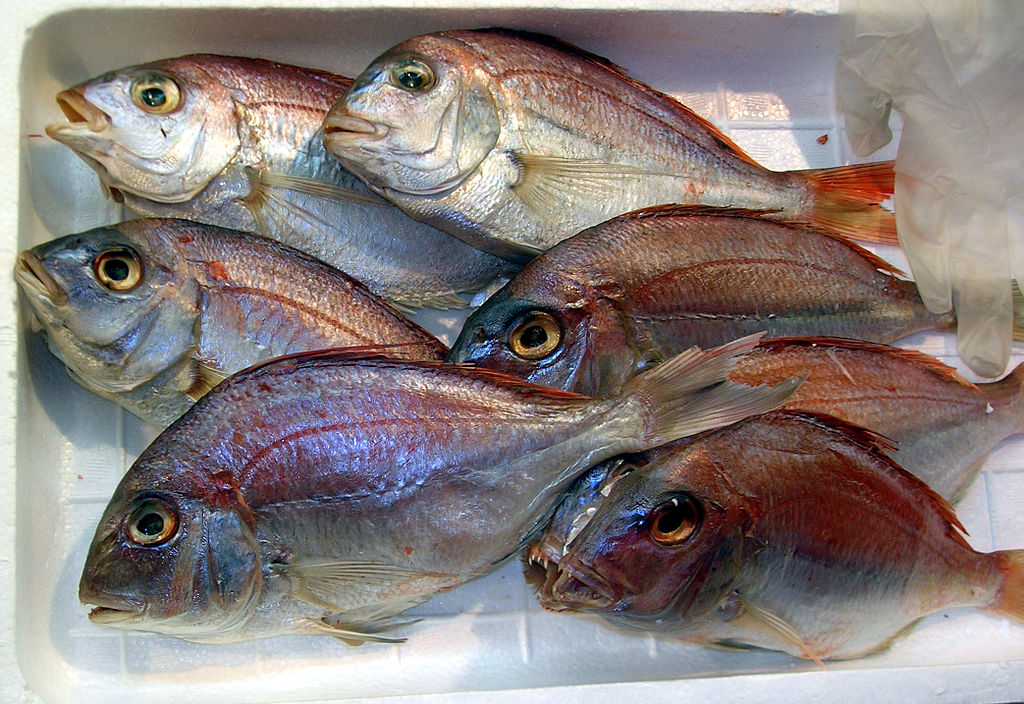 sea-bream