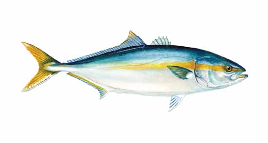 yellowtail