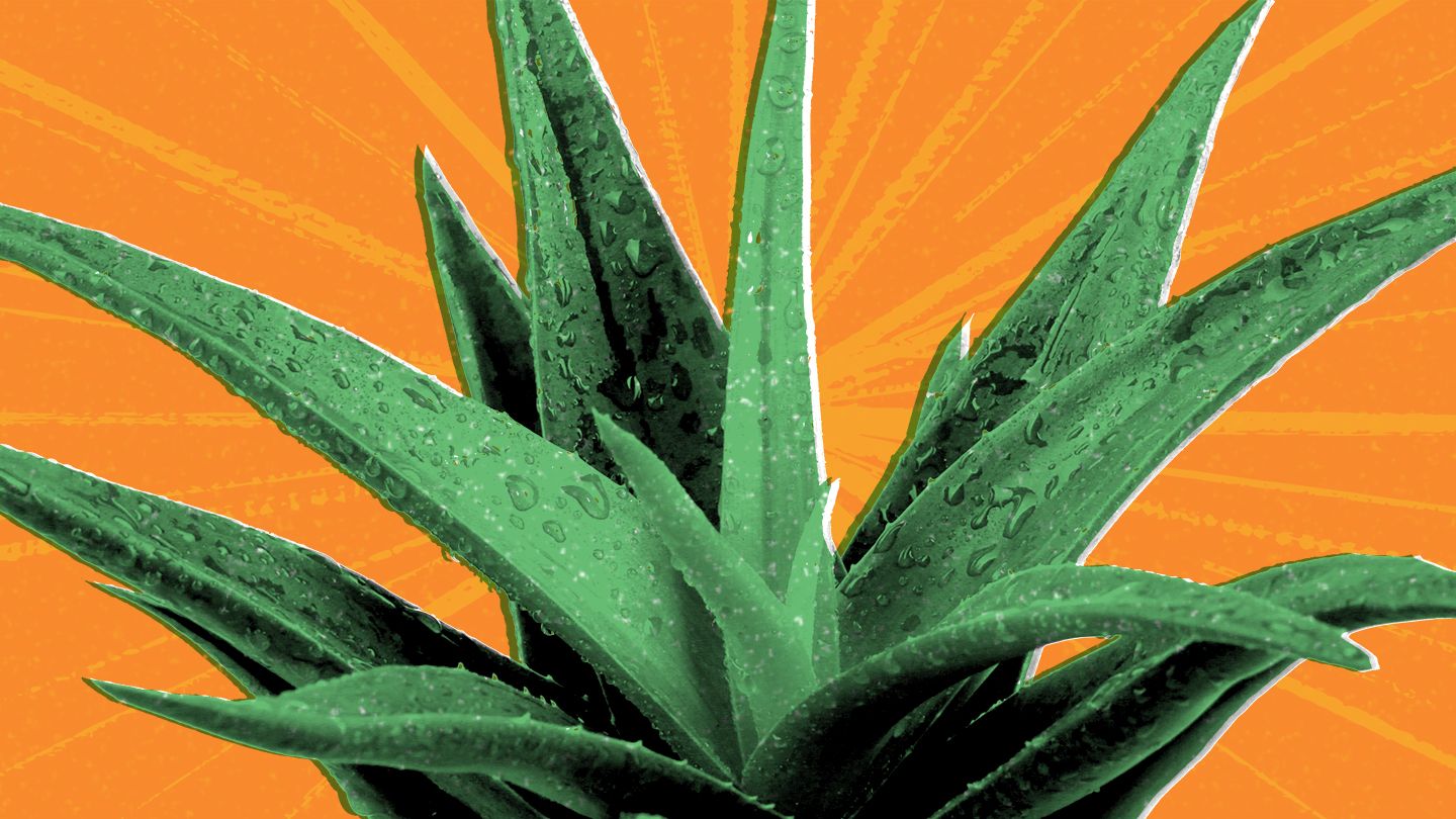 Aloe Vera