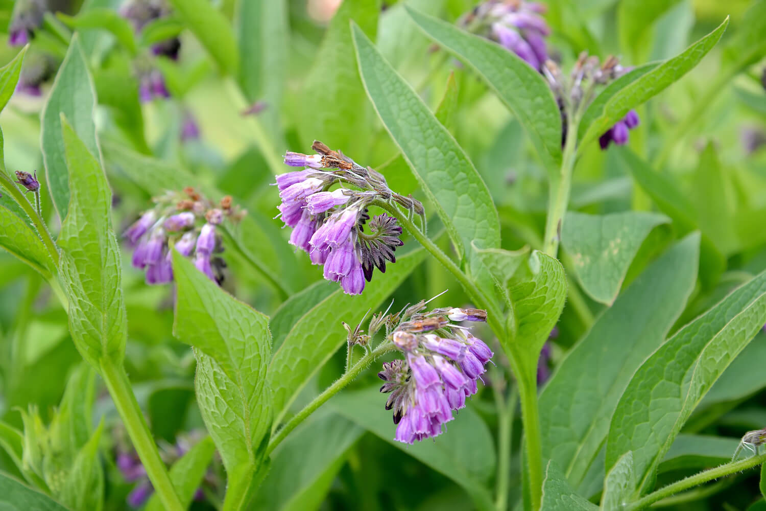 Comfrey