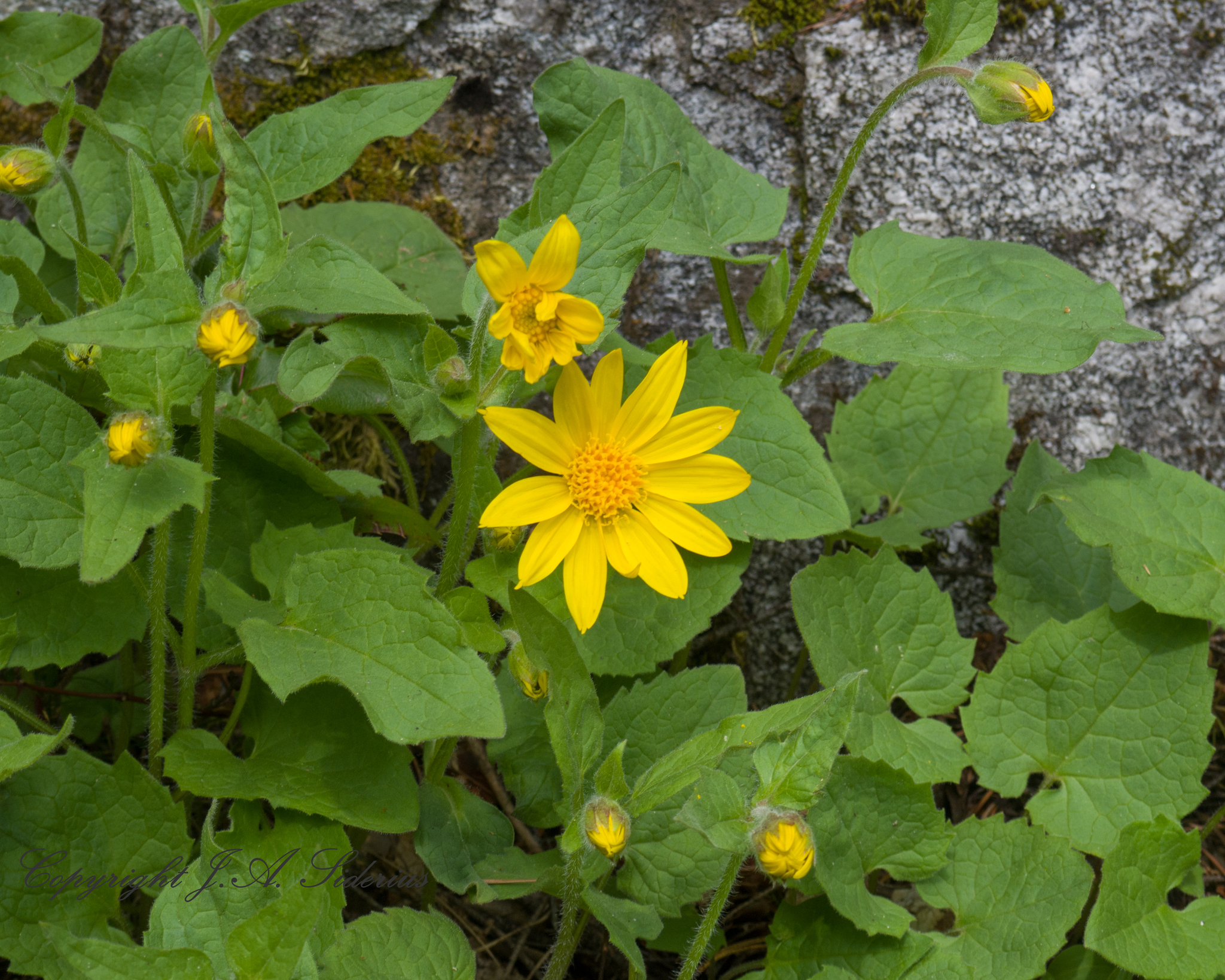 arnica