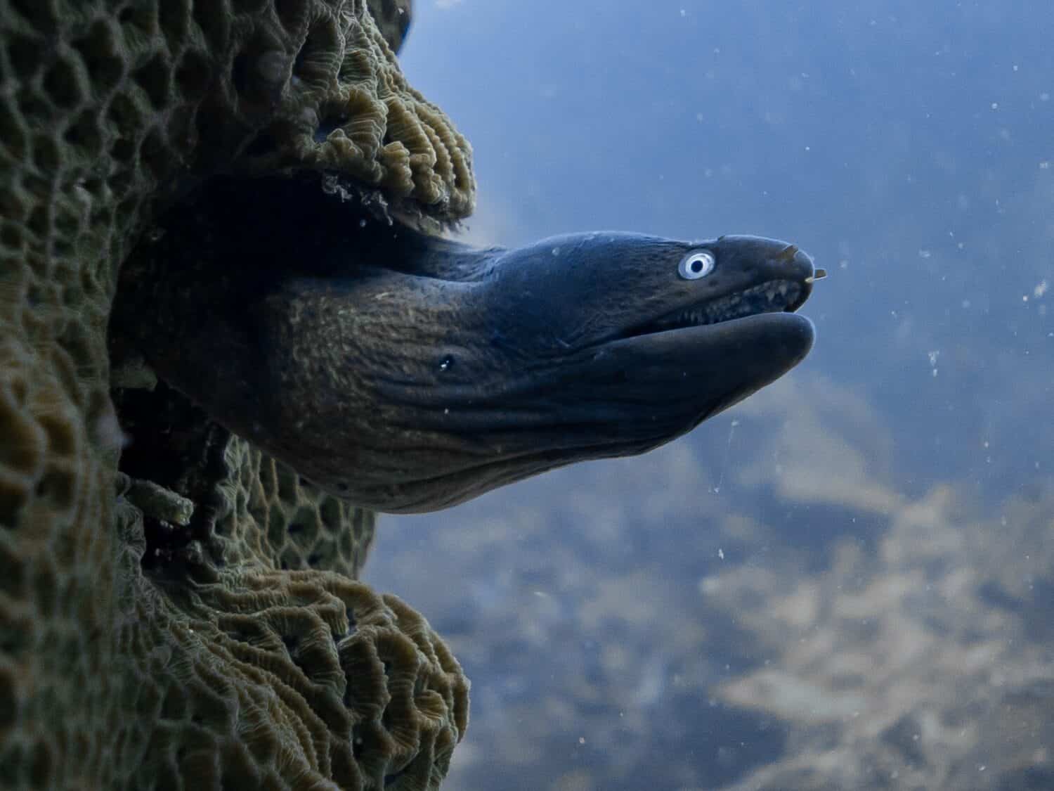 How Do Eels Reproduce