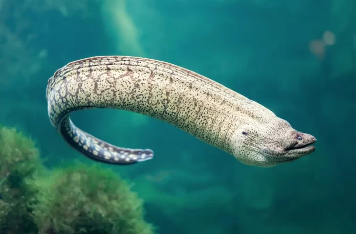 How do eel reproduce