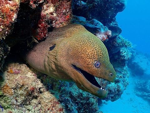 giant moray