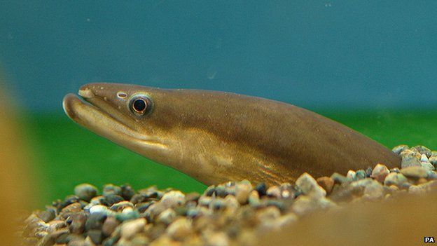 japanese eel