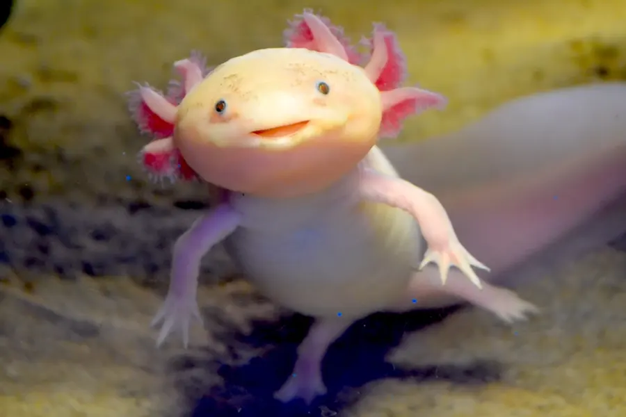 Axolotl