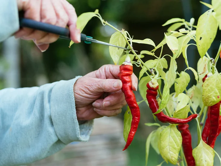 Cayenne pepper