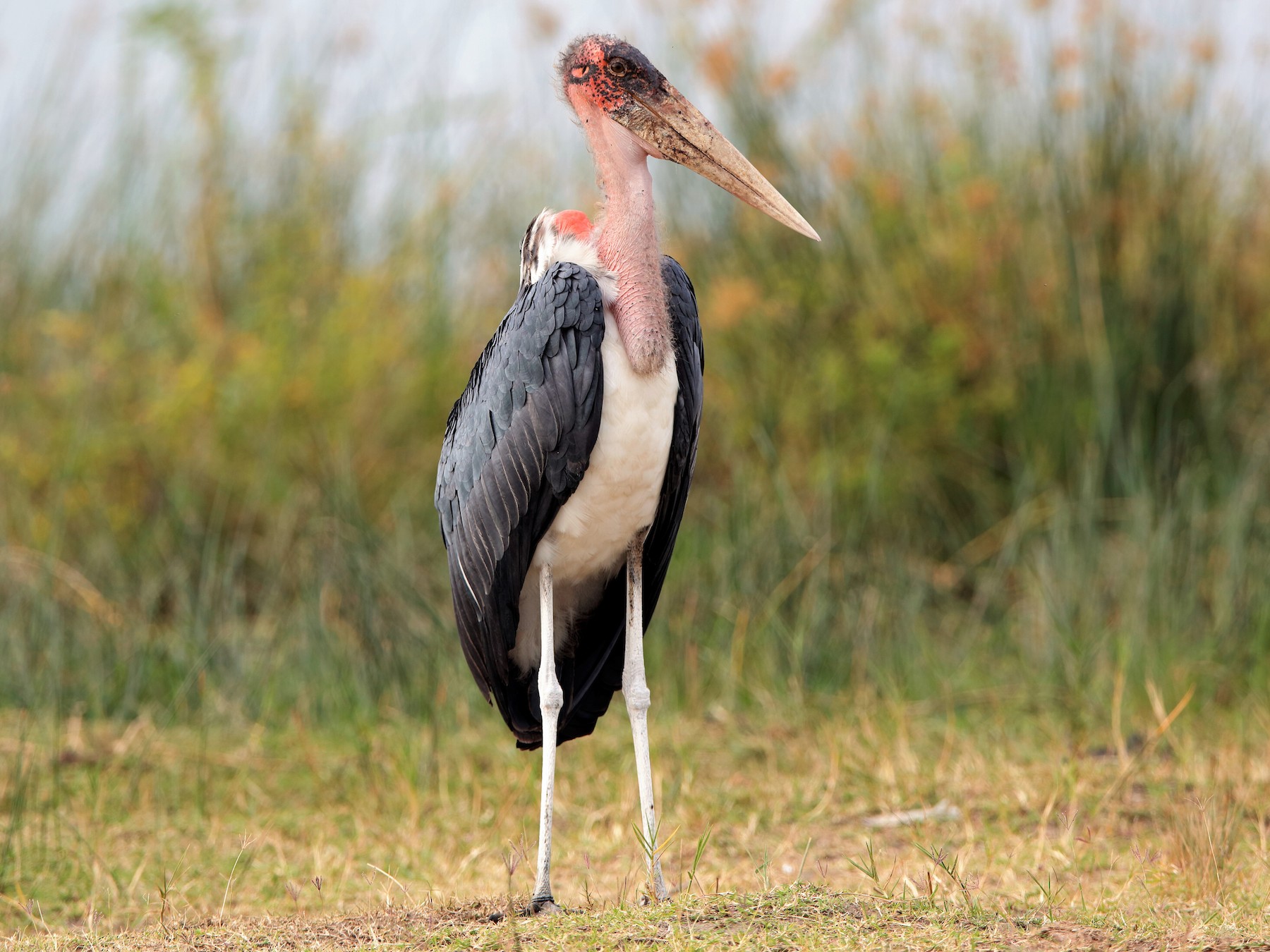 Marabou Stork