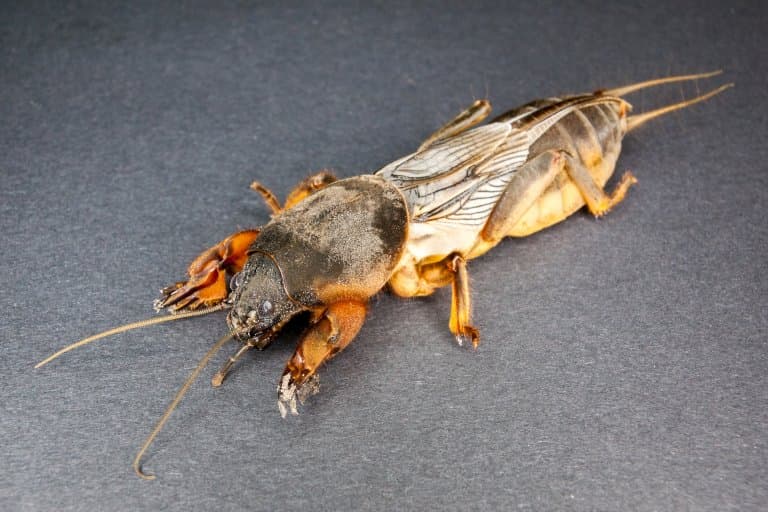 Naked Mole Cricket