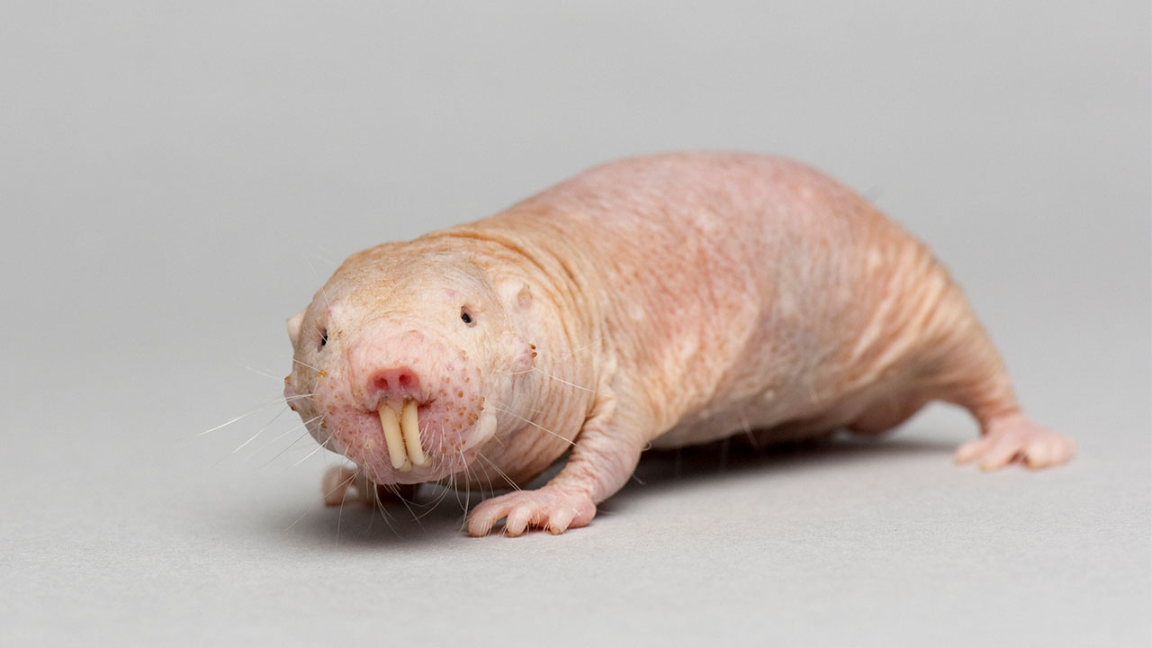 Naked Mole Rat