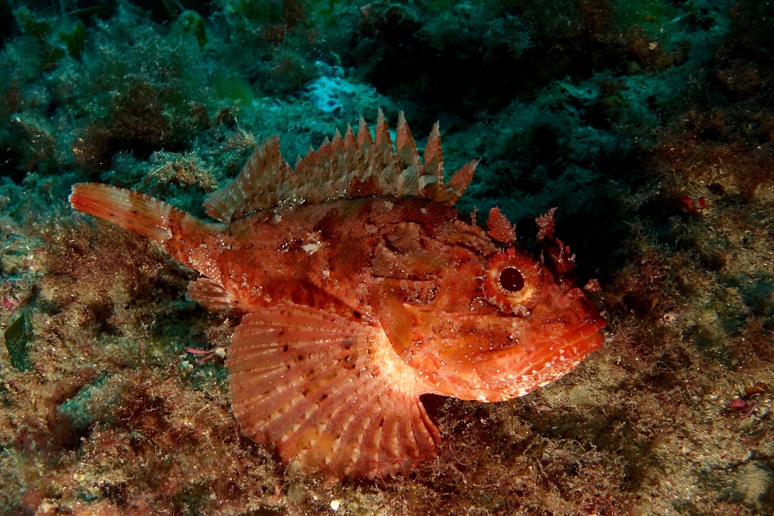 Scorpionfish