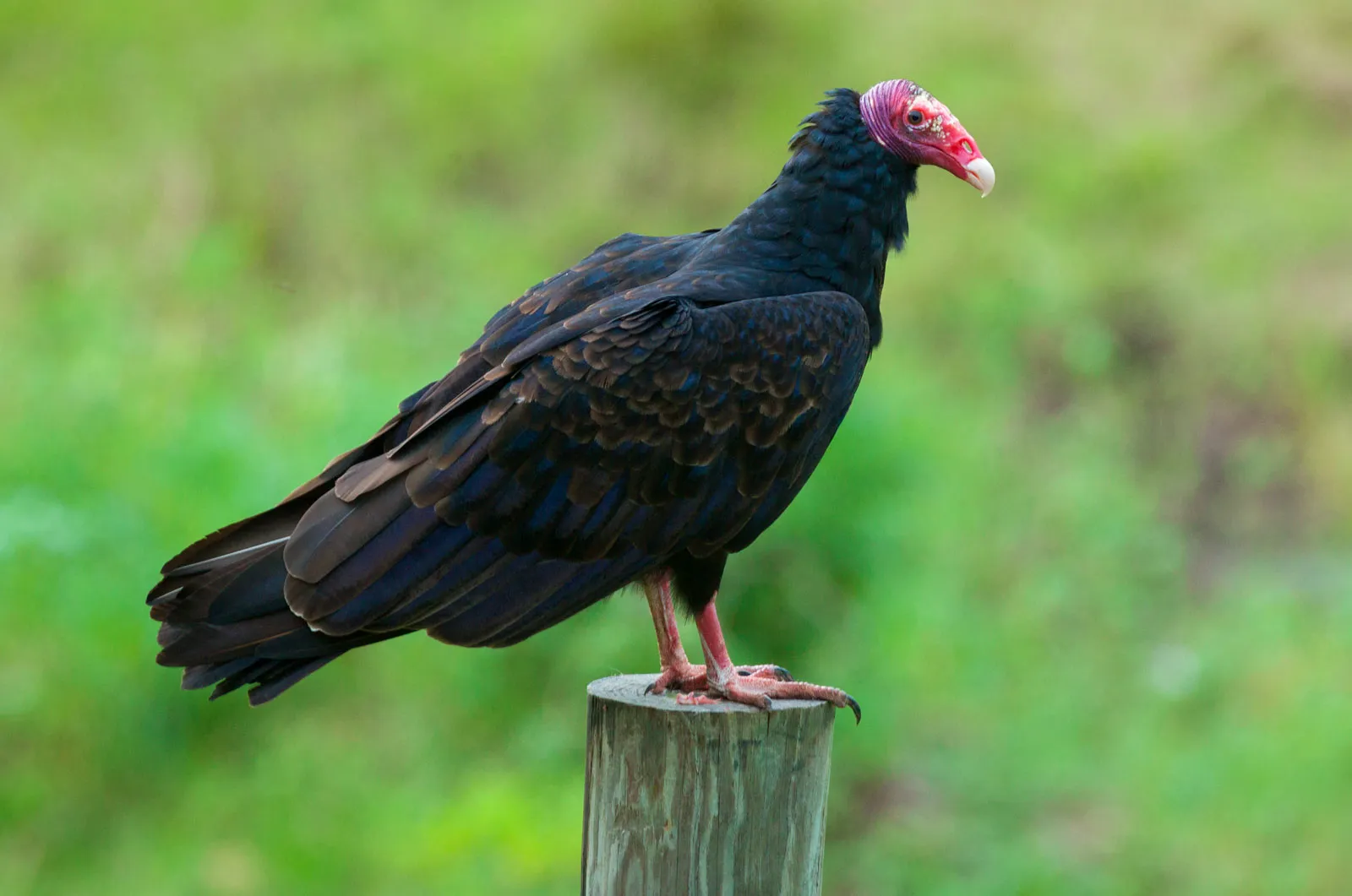 Turkey Vulture