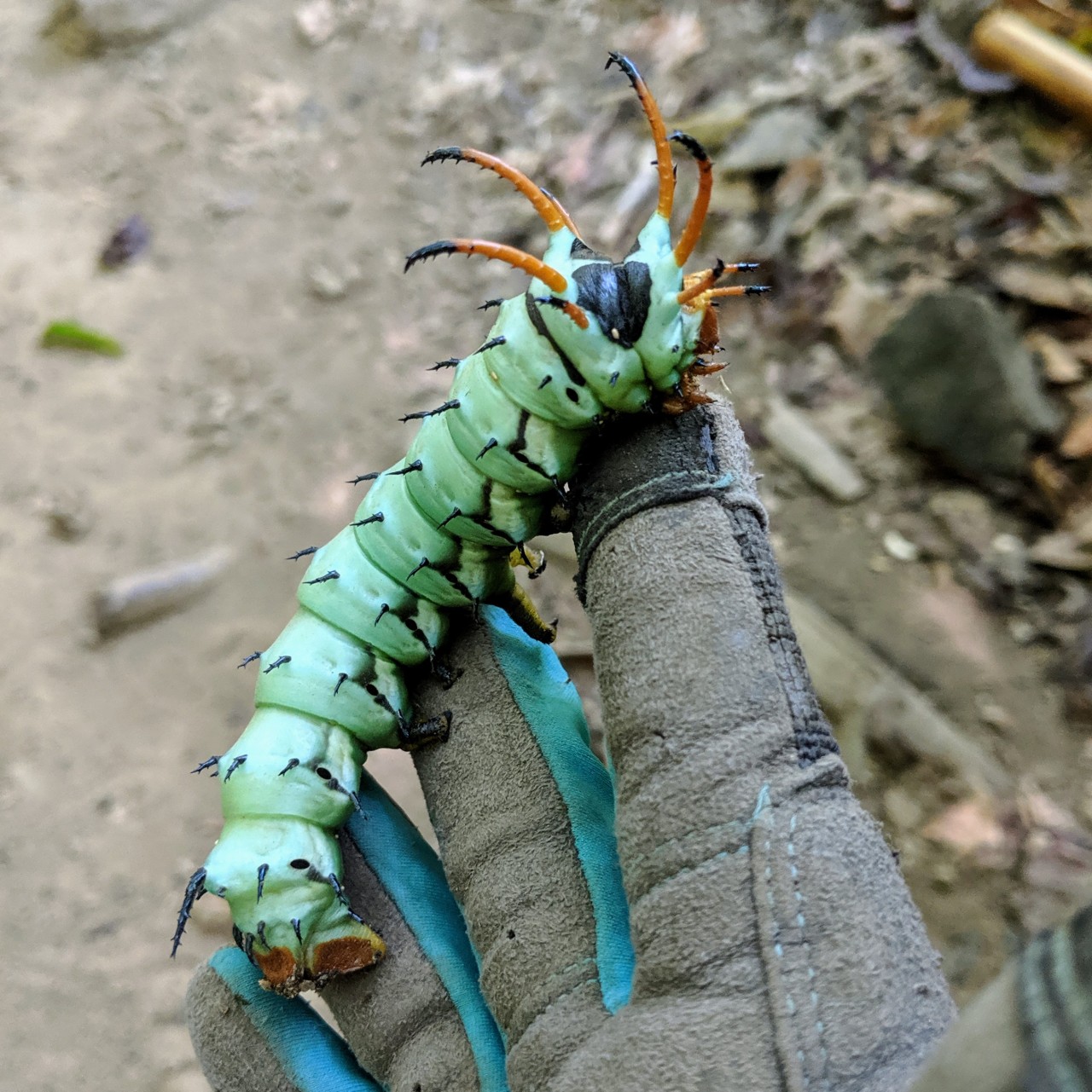 Vulture Culture Caterpillar