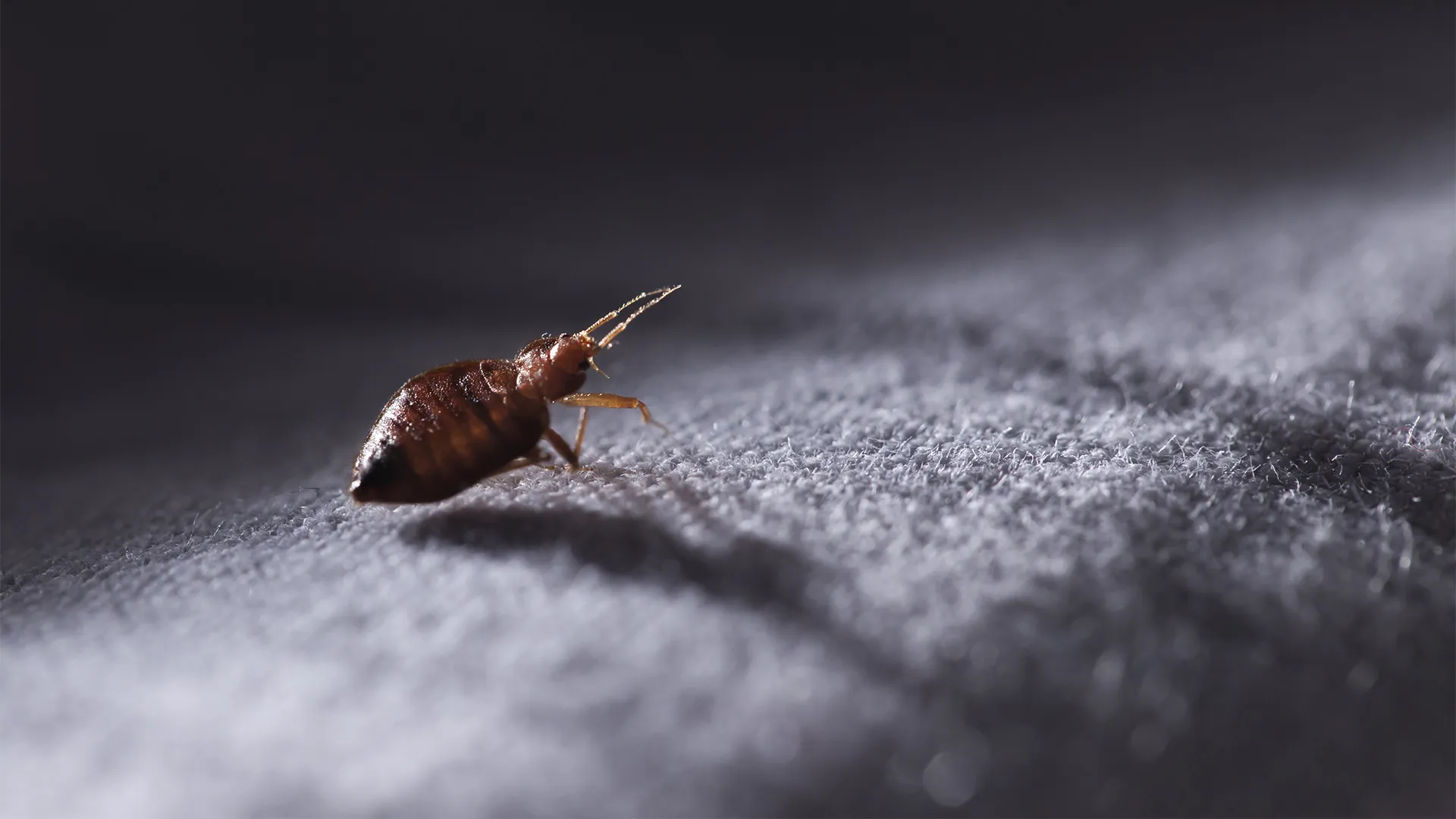 How to Get Rid of Bed Bugs