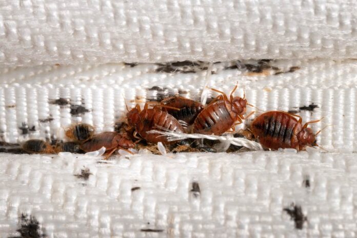 How to Get Rid of Bed Bugs