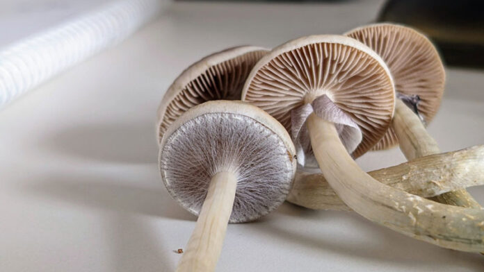 How Long Do Shrooms Stay In Your System