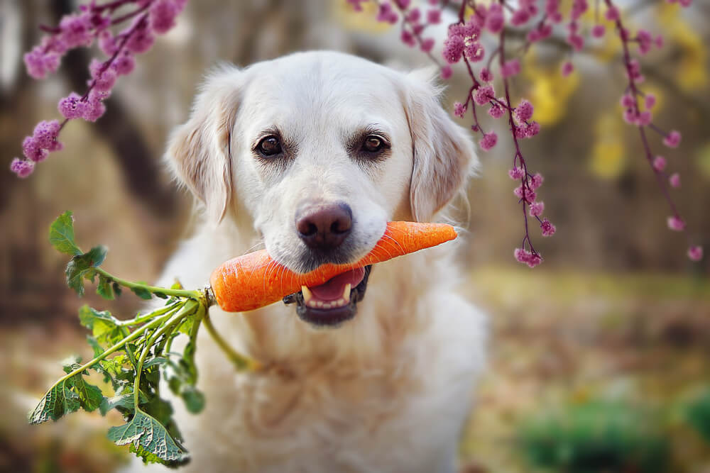 Can Dogs Eat Ham