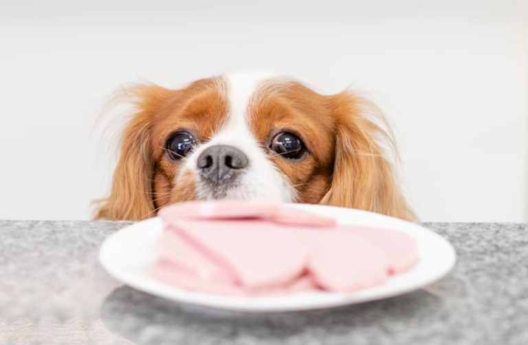 Can Dogs Eat Ham