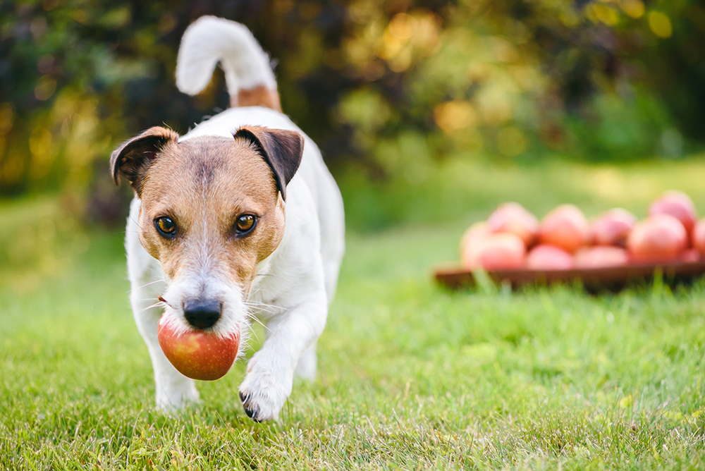 Can Dogs Eat Ham