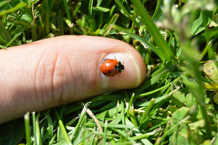 what do ladybugs eat