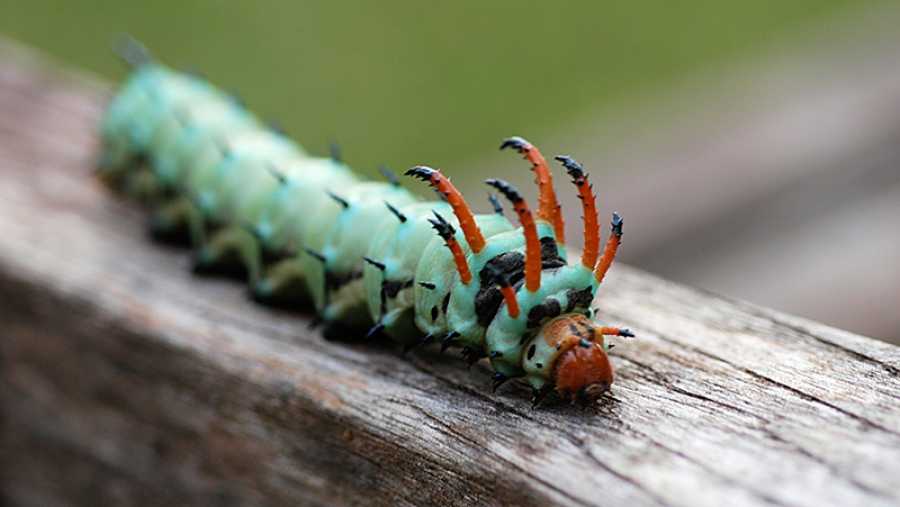 Hickory Horned Devil