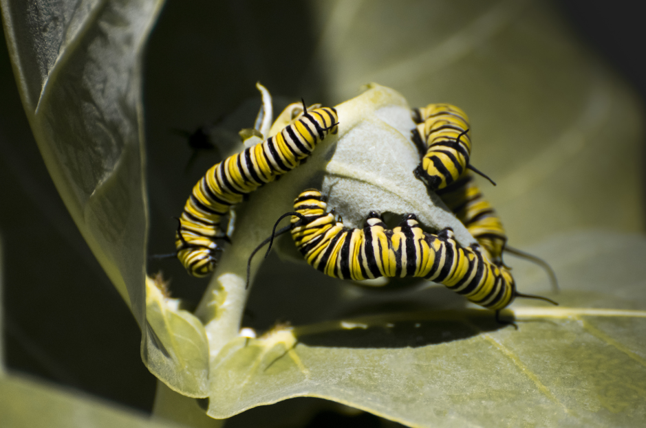 caterpillars eat