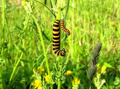 caterpillars eating