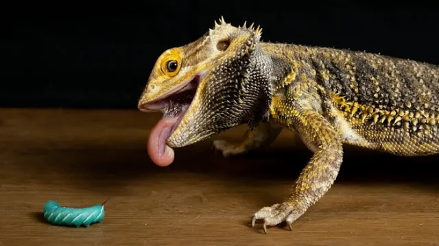 What Do Bearded Dragons Eat