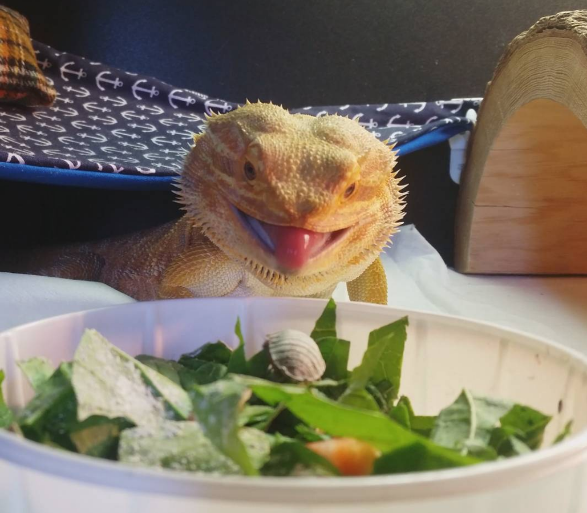 What Do Bearded Dragons Eat