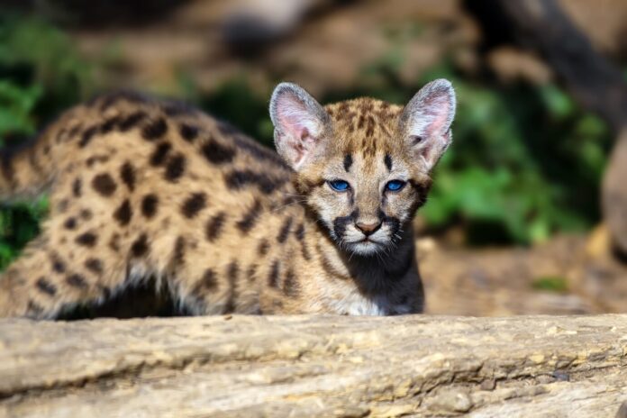 can a serval cat kill a human