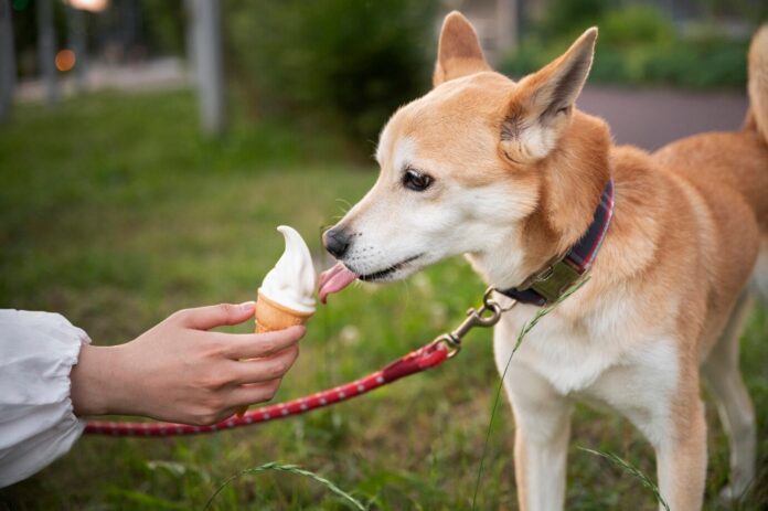 can dogs have ice cream